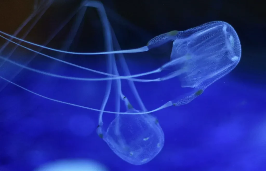 Największa elektrownia jądrowa Francji zatrzymała się przez… meduzy! Czy Europa stoi w obliczu kryzysu energetycznego?