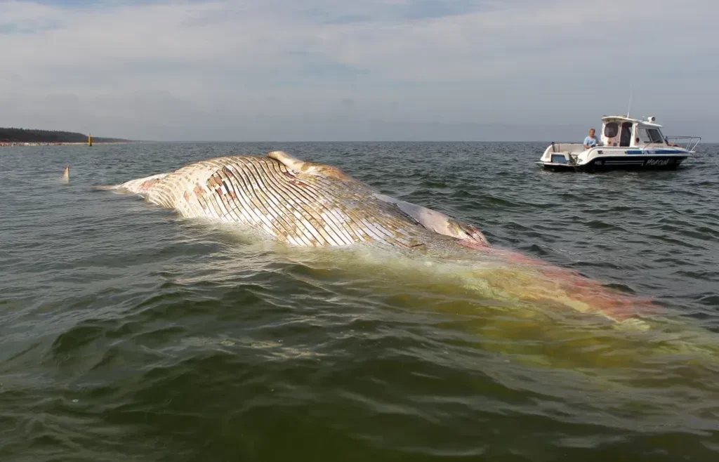 Martwy wieloryb na plaży w Wisełce. Sanepid bada wodę, mieszkańcy i turyści zaniepokojeni