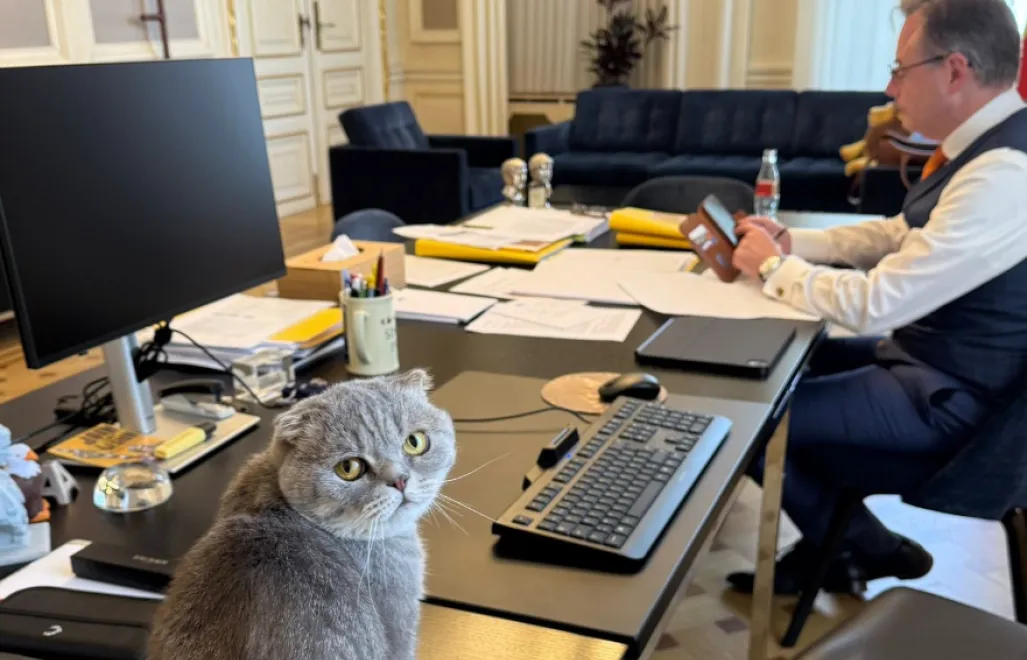 Premier Belgii adoptuje kota z genetyczną wadą. Maximus podbija internet i politykę