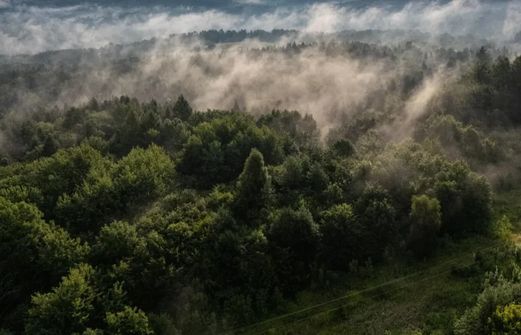 Dlaczego europejskie lasy tracą zdolność pochłaniania węgla? Nowe dane ESA nie pozostawiają złudzeń