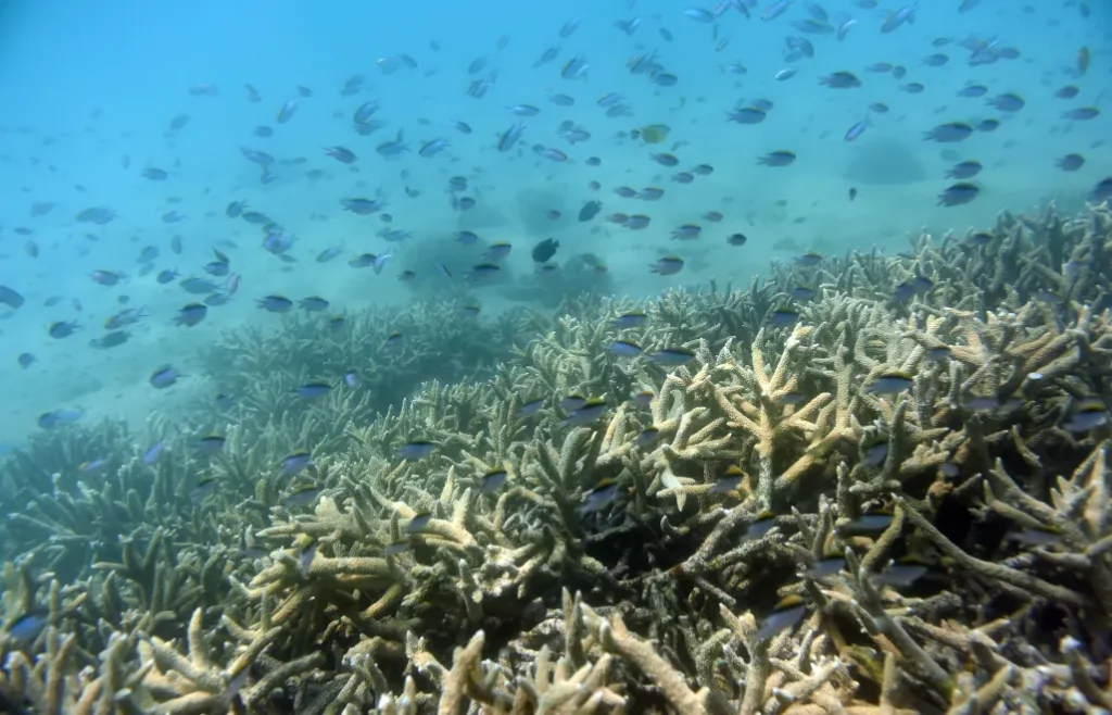 Wielka Rafa Koralowa w kryzysie: bezprecedensowe bielenie zagrożeniem dla ekosystemu oceanu